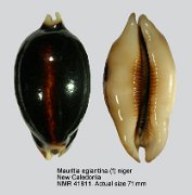 Mauritia eglantina (f) niger (3)